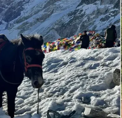 Horseback Riding in Nepal: Top Routes, Costs, and Tips