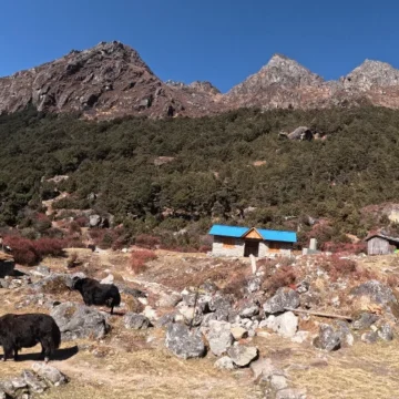Wildlife and Birds You’ll See in Kanchenjunga Circuit Trek