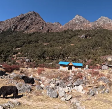 Kanchenjunga Circuit Trek Wildlife