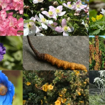 Top Medicinal Plants and Wildflowers on the Manaslu Trek