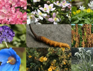 Medicinal Plants on Manaslu Trek