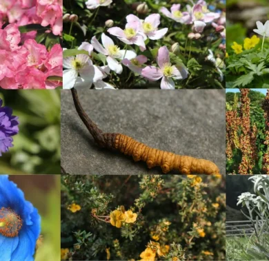 Medicinal Plants on Manaslu Trek