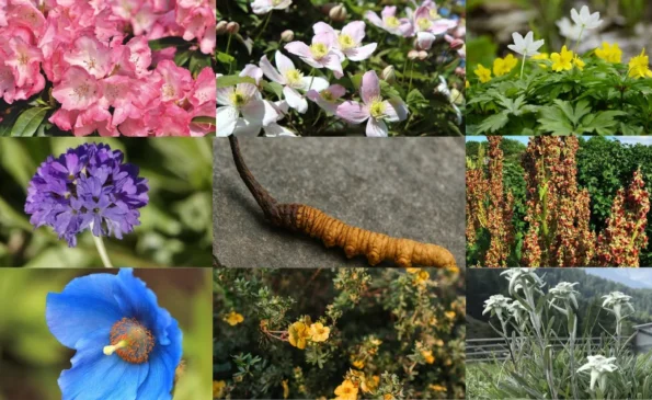 Top Medicinal Plants and Wildflowers on the Manaslu Trek