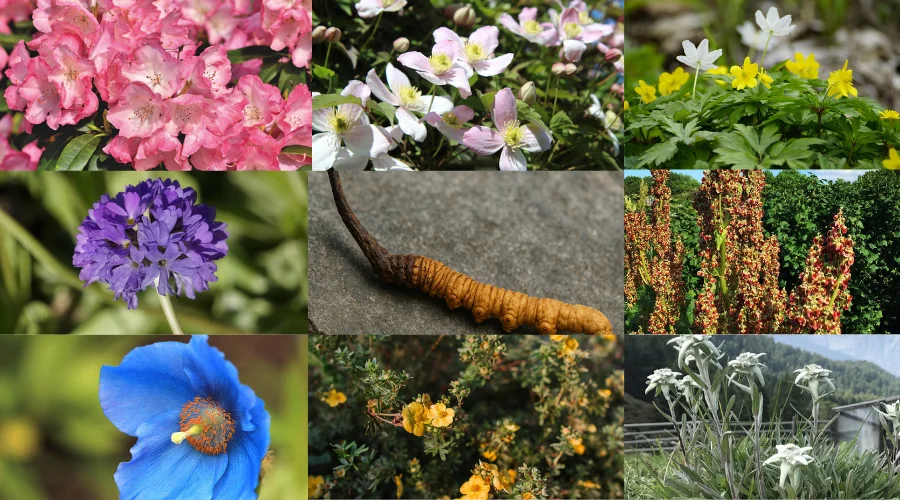 Top Medicinal Plants and Wildflowers on the Manaslu Trek