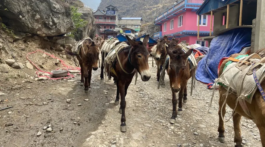 Mules/ponies for carrying supplies in the Himalayas