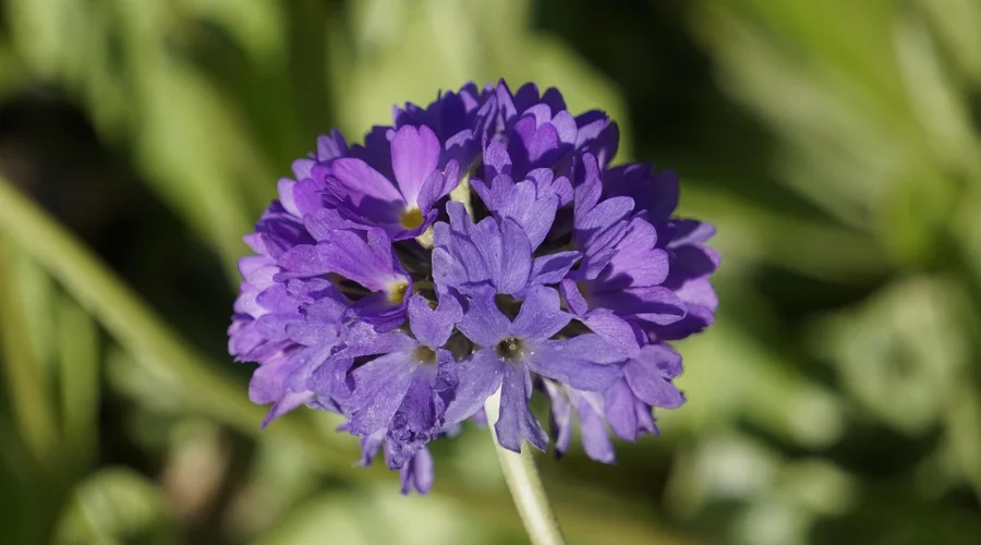 Primula denticulata
