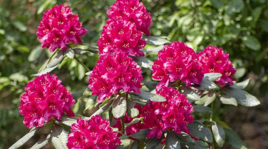 Red Rhododendron in Nepal