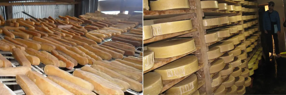 All About Yak Cheese: The Hidden Dairy Food of Nepal Trek