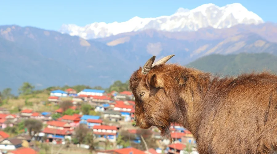 Ghale Gaun, Lamjung