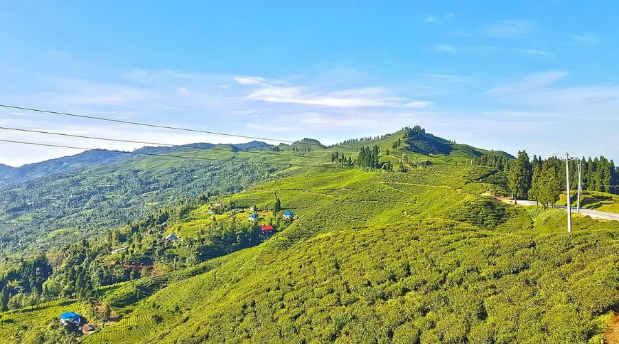 Tea Garden at Kanyam, Ilam